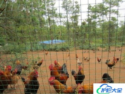 养鸡场围栏网